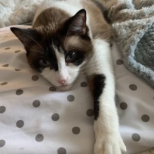 Meet your Posher, Posh